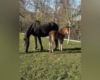 preview pic