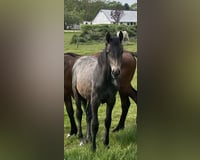 preview pic