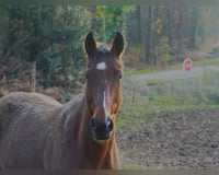 preview pic