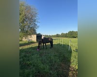 preview pic