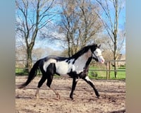 Paint Horse Mix Stallone 1 Anno 152 cm Overo-tutti i colori in Hellenthal