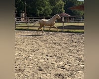 preview pic