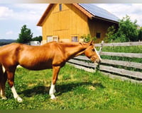 preview pic