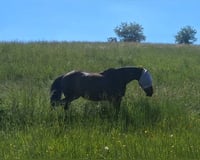 preview pic