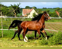 preview pic