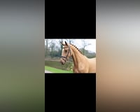 preview pic
