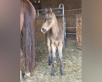 preview pic
