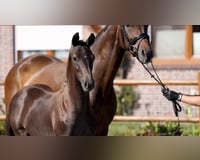 preview pic