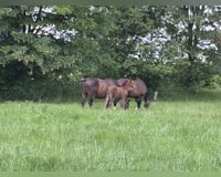 preview pic