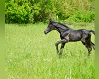 preview pic