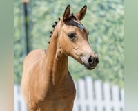 preview pic