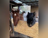 preview pic