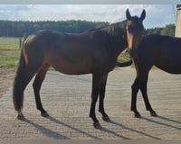 preview pic