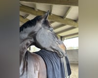 preview pic