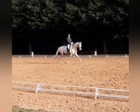 Ambitionierte Reiterin sucht Dressurpferd/-pony