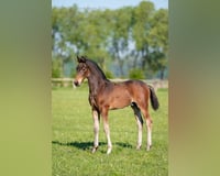 preview pic