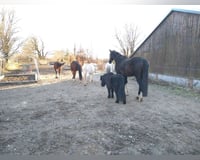 preview pic