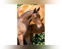 preview pic