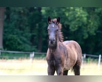 preview pic