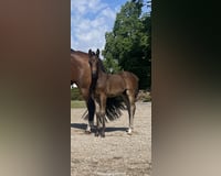 preview pic