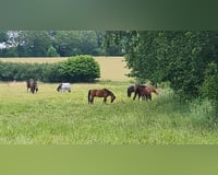 Reiterin sucht Pferd/Unterricht 