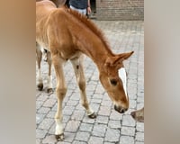 preview pic