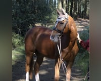 preview pic