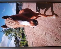 preview pic