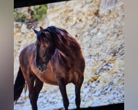 preview pic