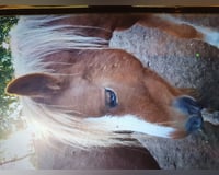 preview pic