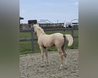 preview pic