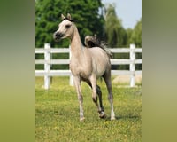 preview pic