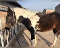 preview pic