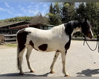 preview pic