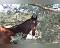 preview pic