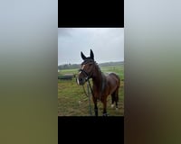 preview pic