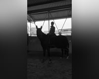 Reitbeteiligung/ Lehrmeister/ kleine Reitschule/ Unterricht