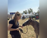 preview pic