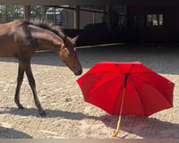 preview pic