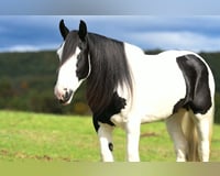 preview pic