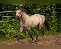 preview pic