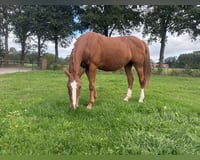 preview pic