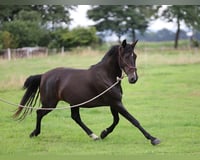 preview pic