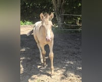 preview pic