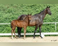 preview pic
