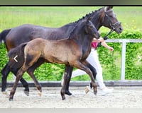preview pic
