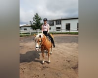 Reitbeteiligung - Reiter sucht Pferd 