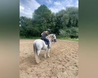 Suche Reitbeteiligung 