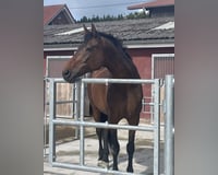 Wallach 23 Jahre