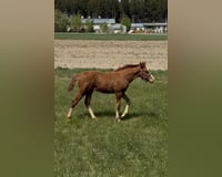 preview pic